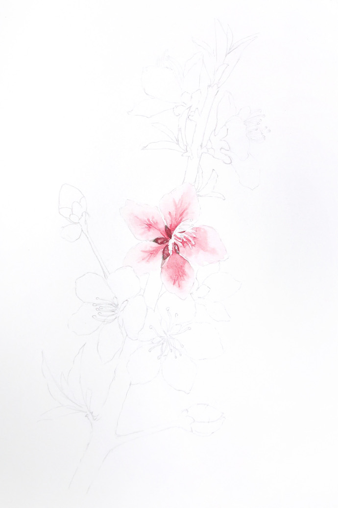 水彩手绘鲜花教程-桃花