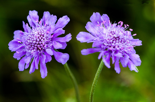 松虫草、蓝盆花 (5).jpg