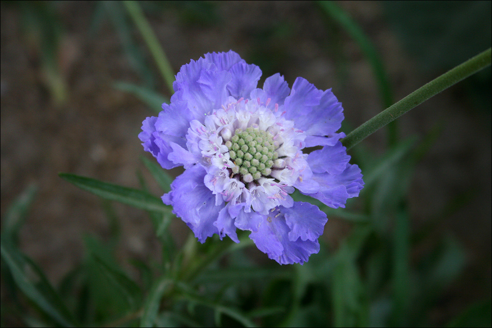 松虫草、蓝盆花 (4).jpg