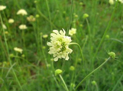 松虫草、蓝盆花 (7).jpg