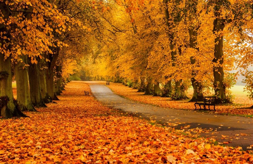 说到秋天的颜色,我们首先会想到金黄色的银杏叶,没错,当银杏开始变